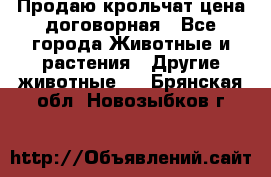 Продаю крольчат цена договорная - Все города Животные и растения » Другие животные   . Брянская обл.,Новозыбков г.